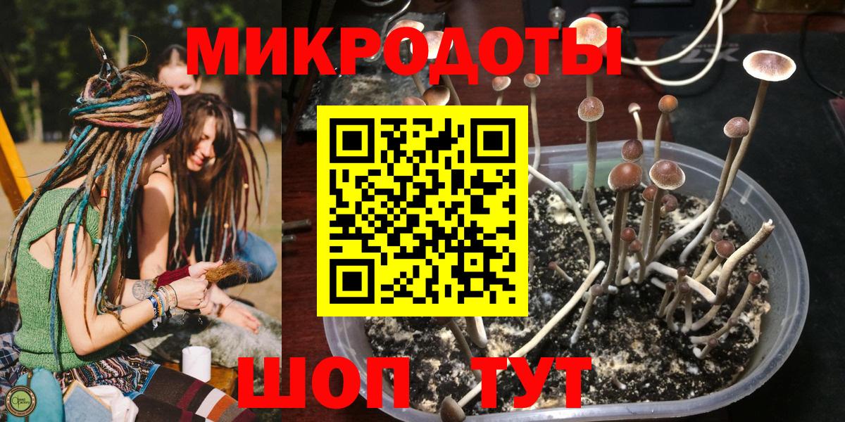 Псилоцибиновые грибы Cubensis Асино